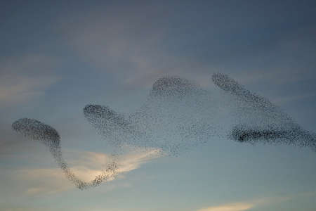 Starling murmurations. A large flock of starlings fly at sunset just before entering the roosting...