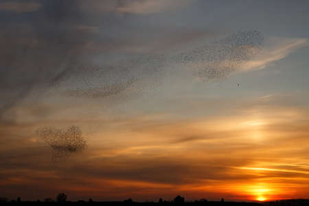 Starling murmurations. A large flock of starlings fly at sunset just before entering the roosting site in the Netherlands. Hundreds of thousands of starlings make big clouds to protect against raptorsの写真素材