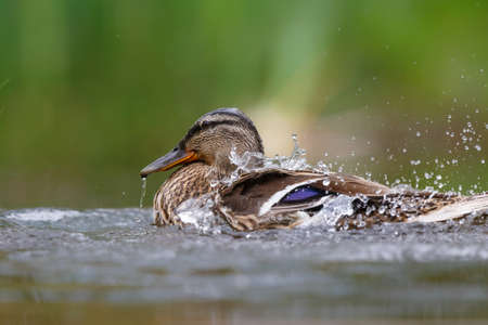 Mallard or wild duck (Anas platyrhynchos) female bathing and drinking in a pond in the Netherlandsの写真素材