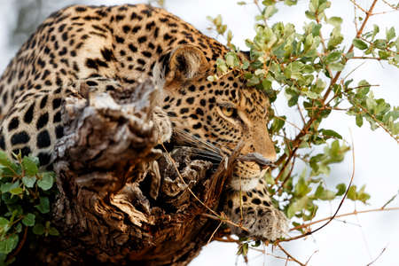 Leopard (Panthera Pardus) in a tree in the late afternoon at Mashatu Game Reserve in the Tuli Block...