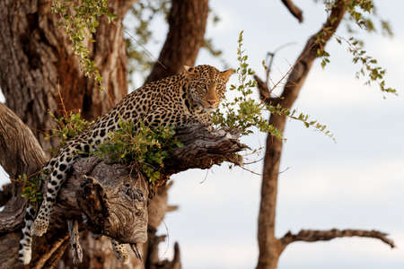 Leopard (Panthera Pardus) in a tree in the late afternoon at Mashatu Game Reserve in the Tuli Block in Botswanaの写真素材