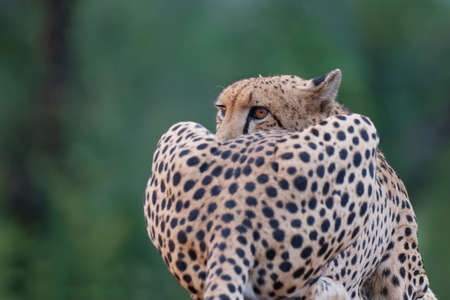 Portait of a Cheetah taken in Kruger National Park in South Africaの写真素材