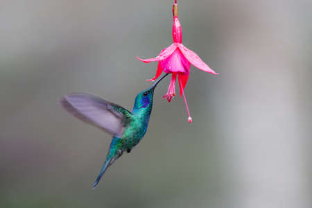 Hummingbird - Green violet ear (Colibri thalassinus) flying to pick up nectar from a beautiful flower, San Gerardo del Dota, Savegre, Costa Rica. Action wildlife scene from nature.の写真素材