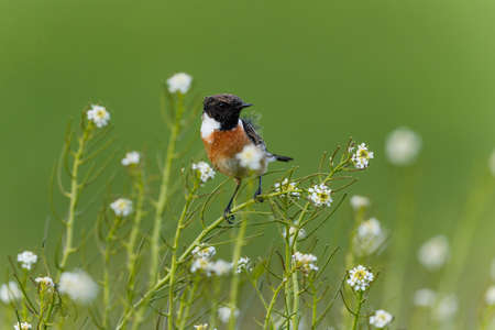 European stonechat (Saxicola rubicola) male searching for food in the meadows of the Netherlands....