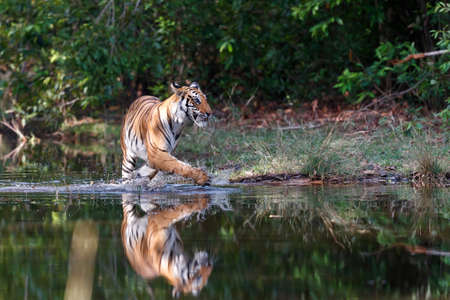 Bengal Tiger (Panthera tigris tigris) walking in the water of a small lake in Bandhavgarh National...
