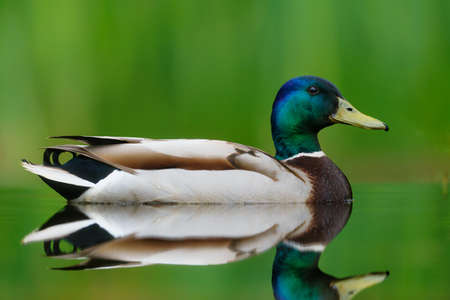 Mallard or wild duck (Anas platyrhynchos) male swimming in a pond in the Netherland with a green backgroundの写真素材