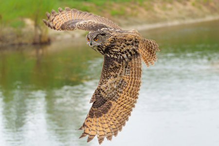 European Eagle Owl (Bubo bubo) flying over a lake in Gelderland in the Netherlands.