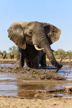 Elephant taking a mud bath seen from a low angle at a waterhole in Mashatu Game Reserve in the Tuli Block in Botswanaの写真素材