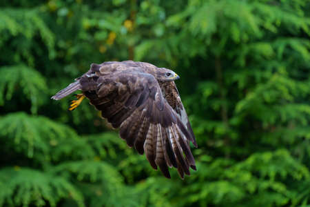 Common Buzzard (Buteo buteo) flying in the forest of Noord Brabant in the Netherlands. green forest backgroundの写真素材