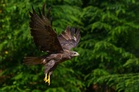 Common Buzzard (Buteo buteo) flying in the forest of Noord Brabant in the Netherlands. green forest backgroundの写真素材