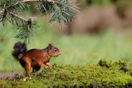 Eurasian red squirrel (Sciurus vulgaris) searching for food in the forest of Noord Brabant in the...