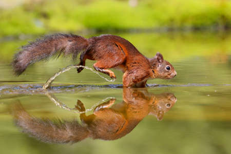 Eurasian red squirrel (Sciurus vulgaris) searching for food in the forest of Noord Brabant in the Netherlands.の写真素材