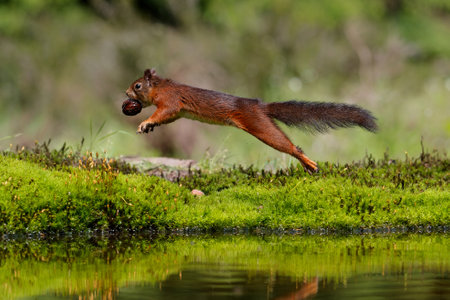 Eurasian red squirrel (Sciurus vulgaris) searching for food in the forest of Noord Brabant in the Netherlands.の写真素材