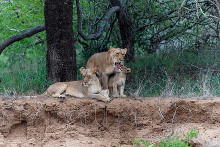 Lion family resting on the dry riverbank of the Mkuze river in Zimanga Game Reserve in Kwa Zulu Natal in South Africaの写真素材
