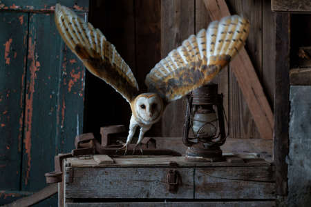 Barn owl (Tyto alba) flying in an old barn in Gelderland in the Netherlands.の写真素材