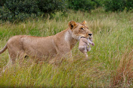 Lioness (Panthera leo) mother walking while carrying her newborn cub in her mouth, Kruger National Park, Mpumalanga, South Africaの写真素材