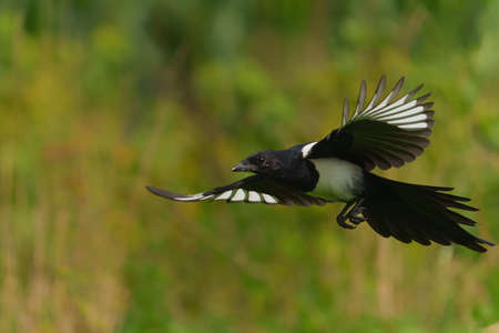 Eurasian magpie or common magpie (Pica pica) flying and searching for food in the countryside in the Netherlandsの写真素材