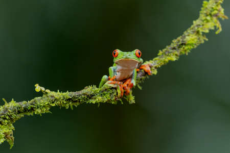 Red eyed tree frog (Agalychnis callidryas) sitting on a branch near Sarapiqui in Costa Rica.の写真素材