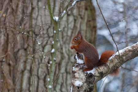 Eurasian red squirrel (Sciurus vulgaris) in the snow searching for food in the forest in the...