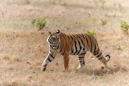 Tiger, Bengal Tiger (Panthera tigris tigris), in Bandhavgarh National Park in India