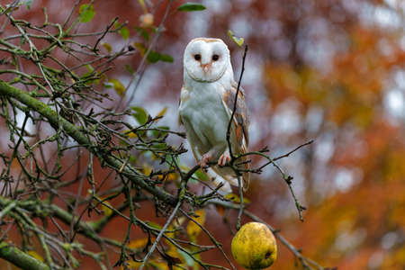 Barn Owl (Tyto alba) in an apple orchard with autumn colors in the background in Noord Brabant in the Netherlandsの写真素材