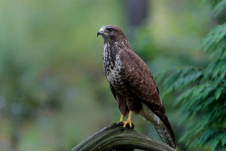 Common Buzzard (Buteo buteo) sarching for food in the forest of Noord Brabant in the Netherlands. green forest backgroundの写真素材