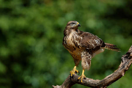 Common Buzzard (Buteo buteo) sarching for food in the forest of Noord Brabant in the Netherlands. green forest backgroundの写真素材