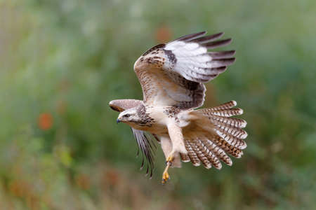 Common Buzzard (Buteo buteo) sarching for food in the forest of Noord Brabant in the Netherlands. green forest backgroundの写真素材