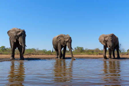 Elephants drinking seen from a low angle at a waterhole in Mashatu Game Reserve in the Tuli Block in...