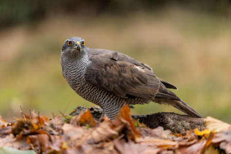 Northern goshawk (accipiter gentilis) searching for food in the forest of Noord Brabant in the...