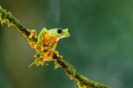 The gliding tree frog (Agalychnis spurrelli) sitting on a branch near Sarapiqui in Costa Rica.