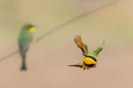 Little bee-eater (merops pusillus) flying in Kruger national park in South Africaの写真素材