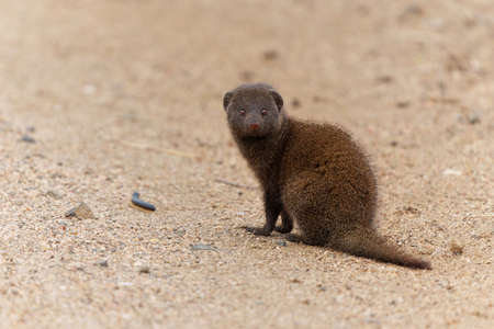 Common dwarf mongoose (Helogale parvula) searching for food in the Kruger National Park in South Africaの写真素材