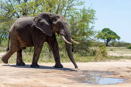 African elephant walking around searching for food and water in Kruger National Park in South Africaの写真素材