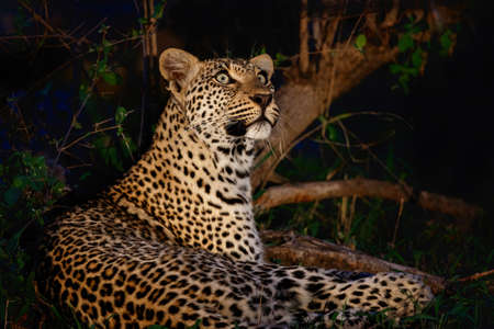 Leopard (Panthera pardus) looking up in the spotlight in Sabi Sands Game Reserve in the Greater...