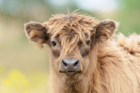 Scottish Higlander or Highland cow cattle (Bos taurus taurus) walking and grazing in a field with yellow flowers in National Park Veluwezoom in the Netherlands.の写真素材