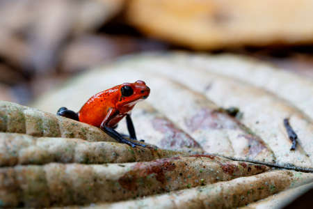 Blue-jeans Frog or Strawberry Poison-dart Frog (Dendrobates pumilio) sitting on the ground of the...