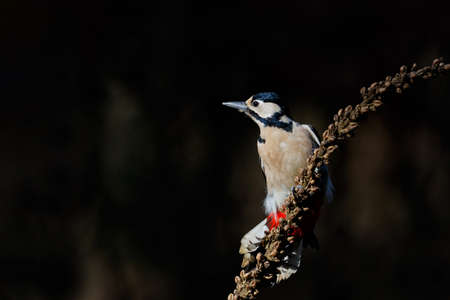 Great spotted woodpecker (Dendrocopos major) sitting in the forest in the Netherlandsの写真素材