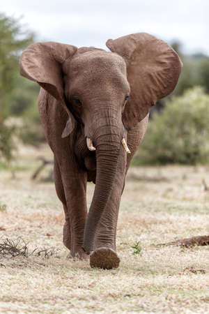 Elephant herd walking in Mashatu Game Reserve in the Tuli Block in Botswanaの写真素材
