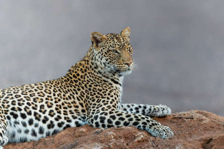 Leopard (Panthera Pardus) hanging around in a dry riverbed in Mashatu Game Reserve in the Tuli Block in Botswanaの写真素材