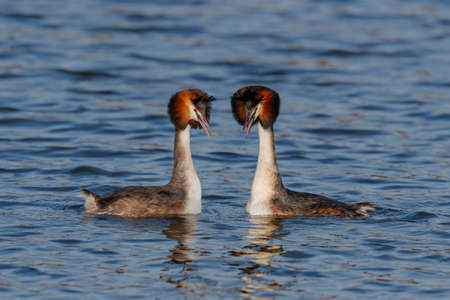 Great crested grebe (Podiceps cristatus) showing affection during mating season in the north - Noord...