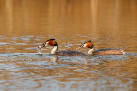 Great crested grebe (Podiceps cristatus) searching for food in the north - Noord Holland - of the Netherlandsの写真素材