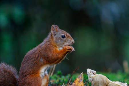 Eurasian red squirrel (Sciurus vulgaris) searching for food in the forest in the South of the Netherlands.の写真素材