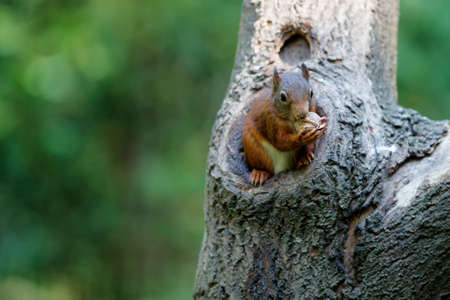 Eurasian red squirrel (Sciurus vulgaris) searching for food in the forest in the South of the Netherlands.の写真素材