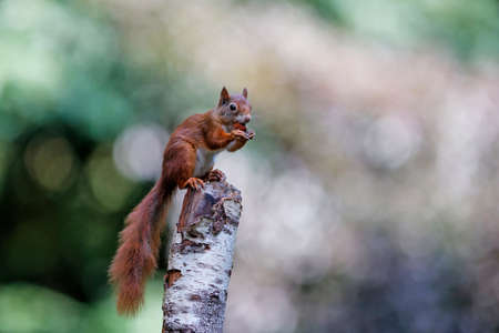 Eurasian red squirrel (Sciurus vulgaris) searching for food in the forest in the South of the Netherlands.の写真素材
