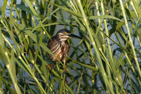 Green-backed Heron or Striated Heron (Butorides striata) hunting in the first light of the day, Kruger National Park, South Africaの写真素材