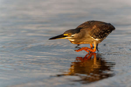 Green-backed Heron or Striated Heron (Butorides striata) hunting in the first light of the day,...