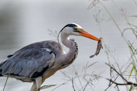Gray Heron (Ardea cinerea) walking with a fish on the borders of Sunset Dam in Kruger National Park in South Africaの写真素材