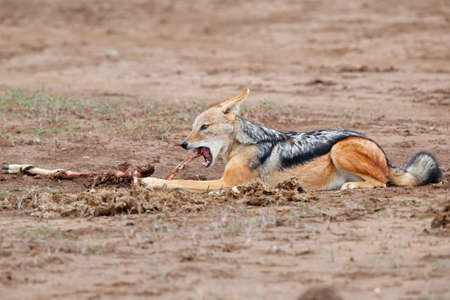 Black-backed jackal (Lupulella mesomelas) eating from a part from an impala carcass in Mashatu Game...