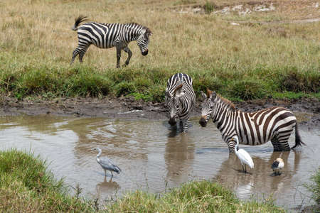 Zebra hanging around on the savanna of the Masai Mara Game Reserve in Kenyaの写真素材